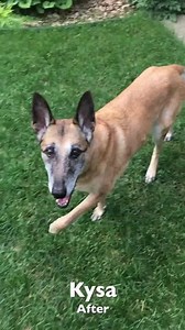 15M views · 9.8K reactions | Dogs like Kysa, struggle with sore hips and joints due to old age and wear and tear. Help your dog suffer less from excruciating joint pain caused by old age and wear and tear. Over 175,000 loving dog owners give their dogs Extend Joint Care for Dogs to make them suffer less pain and be more active. | Extend Pets | Facebook