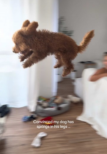 Training Your Cavoodle for Competitions