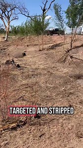 264K views · 8.8K reactions | Fire Fuels Management and Land Restoration is the bulk of the work we do. #goats #goatscaping #goatgrazing #grazinggoats #contractgrazing #contractgoatgrazing #targetedgrazing #targetedgoatgrazing #grazingsystems #prescibedgrazing #prescribedgoatgrazing #systemsgrazing #rentagoat #yardmaintenance #weedremoval #firefuelreduction #brushremoval #thegoatguy #goatguy #bosque #newmexico #cowboymax | Galloping Goat Pumpkin Patch | Facebook