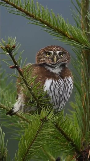 The Calling Owl #shorts #owl #animal #wildlife #nature #trendingshorts