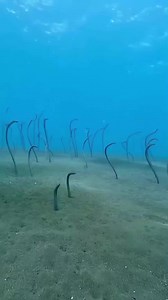 322K views · 3.4K reactions | . . . #facts | Science Fact | Facebook