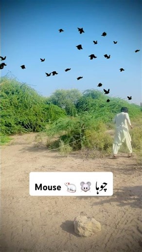 Mouse 🐭 🐁 hunting #shorts #youtubeshorts