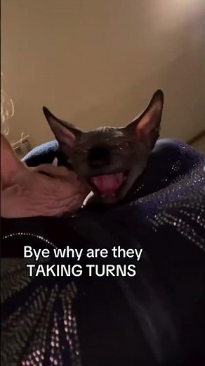 Funny cat memes v47 #shorts #cat #funny #funnyanimals #shortscat