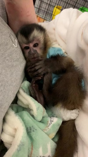 Adorable Baby Capuchin Monkey Playing with Foot