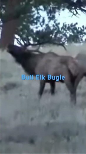 Bull Elk bellowing