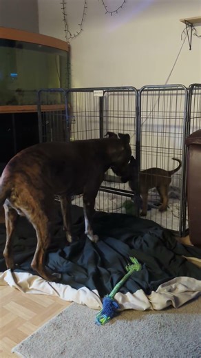 Old Dog Meets New Puppy For The First Time Ever