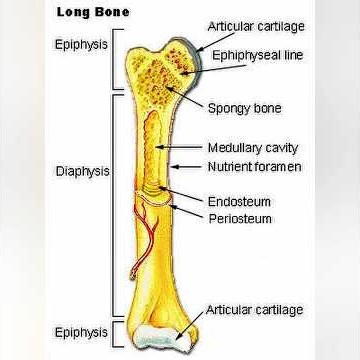 Long Bone Anatomy Explained | Structure of a Long Bone | Anatomy