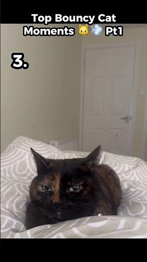 Top Bouncy Cat Moments 🐱💨 Pt.1