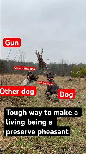 Preserve pheasant hunting is an odds stacked uneven game #guidelife