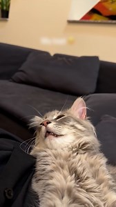 He was almost asleep 😴💤 | Furry Tails