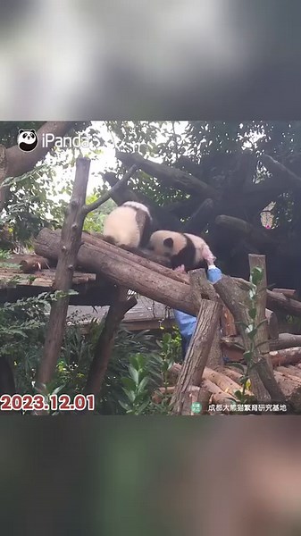 44K views · 4.6K reactions | You call to wake me up, then I’ll warm your hands as return. I run outside and play with my friends, then you’ll keep watch. (Wen Jing & Bei Chen) #HiPanda #ChengduPandaBase #PandaMoment #PandaOfToday #BestJobInTheWorld For more panda information, please check out: https://en.ipanda.com | iPanda | Facebook