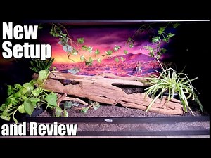 New Setup For A New Pet | Dubia.com Enclosure Review