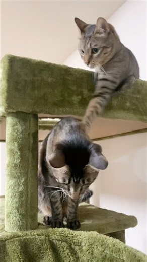 【荒ぶりと能天気】あまりにも動じなすぎるアンバー #cat #cute #猫 #可愛い #キジトラ #cats #姉妹