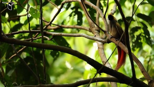 10K views · 510 reactions | Video by @TimLaman. This video shows the wonderfully dynamic vocalizations and coordinated courtship display of the Goldie’s Bird-of-Paradise. Check out how the two males synchronize their performance into what sounds like a perfectly timed duet. How can this not be your new favorite bird-of-paradise? @birdsofparadiseproject #CornellLabofOrnithology #birdsofparadise #yearofthebird #PapuaNewGuinea @TimLaman | Birds-of-Paradise Project at the Cornell Lab | Facebook