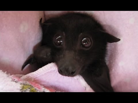 Bats Are Terrifying: Here's Proof