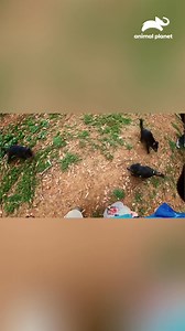 Ningún entrenamiento te prepara para alimentar a los demonios de Tasmania que no conocen límites 🦷😬🐾#CoyotePetersonAventurasSalvajes Descubre más contenidos como este en #HBOMax Suscríbete ahora https://bit.ly/AnimalPlanetLa-MAX | Animal Planet Latinoamérica