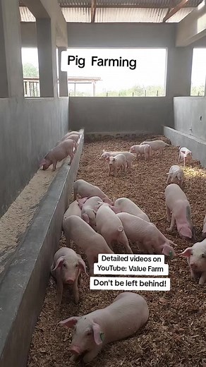 Maximizing Profits in Pig Farming: Expert Tips Revealed!