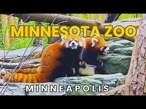 Minnesota Zoo Minneapolis Ultimate Full Tour 2025