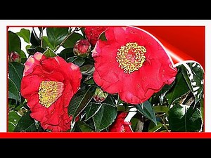 State Flowers Photo Gallery 🧧