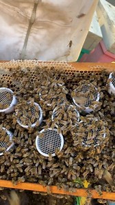 The gentlest adventure of the day on the farm 👧🏻💚 #honeybee #honey | Serein - Natural Products