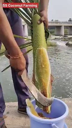 32M views · 240K reactions | Fresh honey #honeybee #honey #harvesting #honeycomb #satisfying #bee #queenbee #health | SS Coconut Farming | Facebook