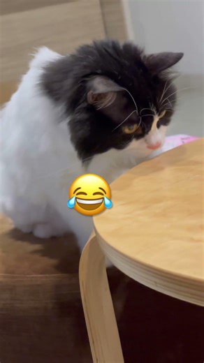 Chán chả muốn nói 😂