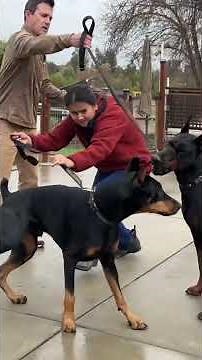 How to get dominant in-tact males together on leash. Full video linked.