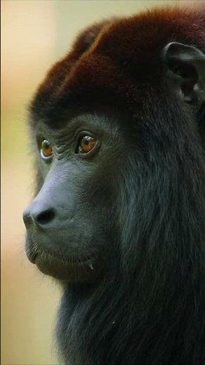 Witness the Incredible Lives of Howler Monkeys Up Close 🐒