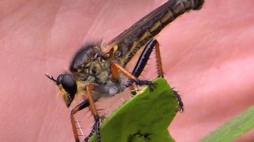 The Insect Orders: True Flies (K-12)