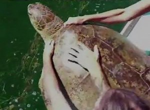 271K views · 918 reactions | Giant sea turtle released off Florida keys | The Times of India | Facebook