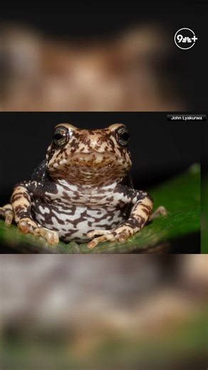 Scientists discovery new tree toad species give birth