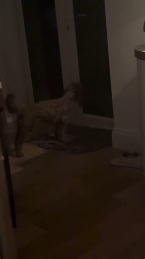 Bonnie barking at no one #barking #dogs #cockapoo #puppy check out Bonnie’s TikTok account @dogoob