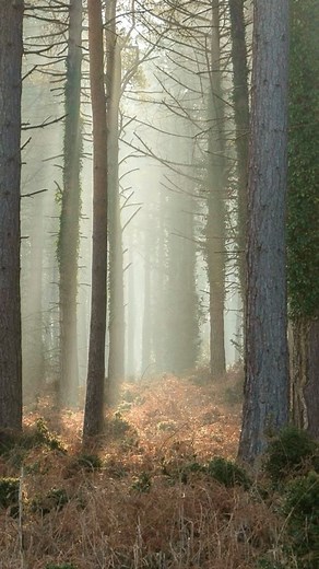 Spring mornings bursting through the forest 💫 #spring #woodland #newforest #forest #forest_captures_trees #forestcrush #newforestnationalpark #treestagram #fortheloveoftrees #mistyfoggymilkymoody #raw_alltrees_moody #raw_trees #your_trees #your_britain #fiftyshadesofnature #fingerprint_of_god #nature #ukpotd #natureza #naturephotography #country_features | Bramble and Beach Photography