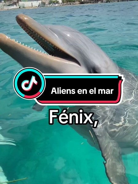 Delfín sorprende con su respuesta sobre aliens