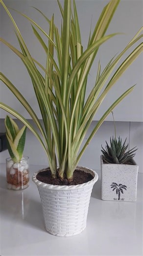 Propagating Pandanus for Indoors | Indoor Plants