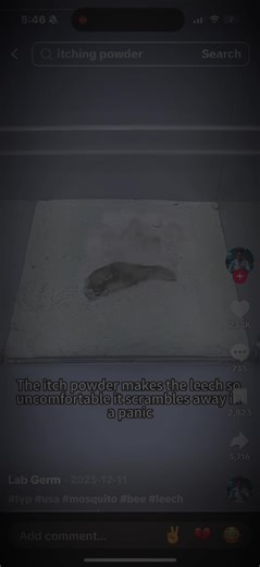 Leech Experiments: The Science Behind Itching Powder