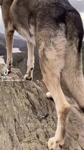 adolfo hernandez (@adolfo.hernandez5778)’s videos with sonido original - adolfo hernandez