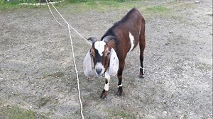 Police: Goat not facing charges after chasing woman, assaulting officer