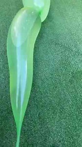 Inflating a Grass Snake!🐍