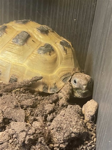 Heartwarming Love for My Pet Tortoise