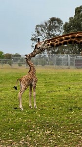 There's really nothing like a mother's love 🩵 Our baby giraffe 🦒 is growing more and more confident each day, But always returns to mum for a sweet kiss 😘 A giraffe calf will nurse for about 9-12 months, but at 4 months it will begin to nibble on leaves too 🍃 Have you had the chance to come along and see our newest addition these school holiday ? 😍 | Hunter Valley Wildlife Park