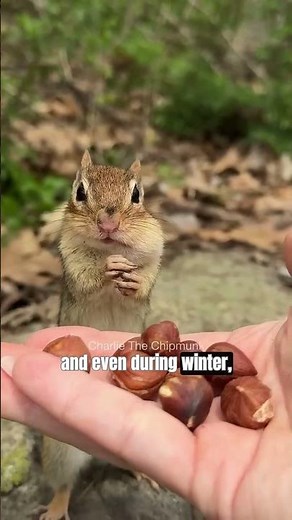 Looks so innocent, right? WRONG! (Chipmunk) #animals #cute #wildlife