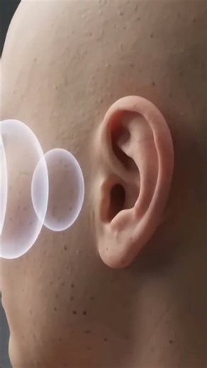 How Your Ear Turns Sound Into Hearing | 3D Animation