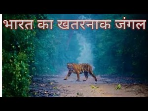 भारत के 5 सबसे खतरनाक जंगल/top5 dangerous forest in India