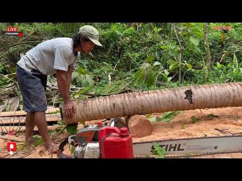 NEXT LEVEL SKILLS! BIG TREE CUTTING IN A MYSTERIOUS FOREST