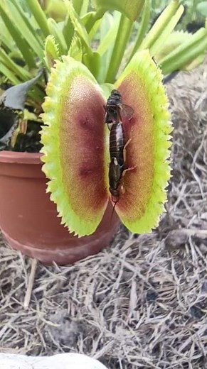 Venus fly trap catching bug - carnivorous plant catch