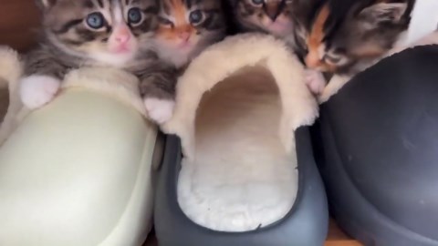 Adorable tabby kittens found hiding in slipper cabinet in Hebei, China