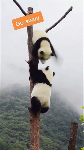 Two baby pandas are fighting in the tree 😂😂😂 #pandas #babypanda💚 #fighting #funnyvideos #pandasoftiktok #cuteanimals #pandababy #foryoupage #fyp