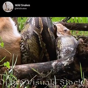 5.1K views · 323 reactions | Poor baby rabbit swallowed by python | Snake Farm | Facebook