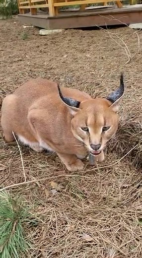 love_serval_caracal on TikTok